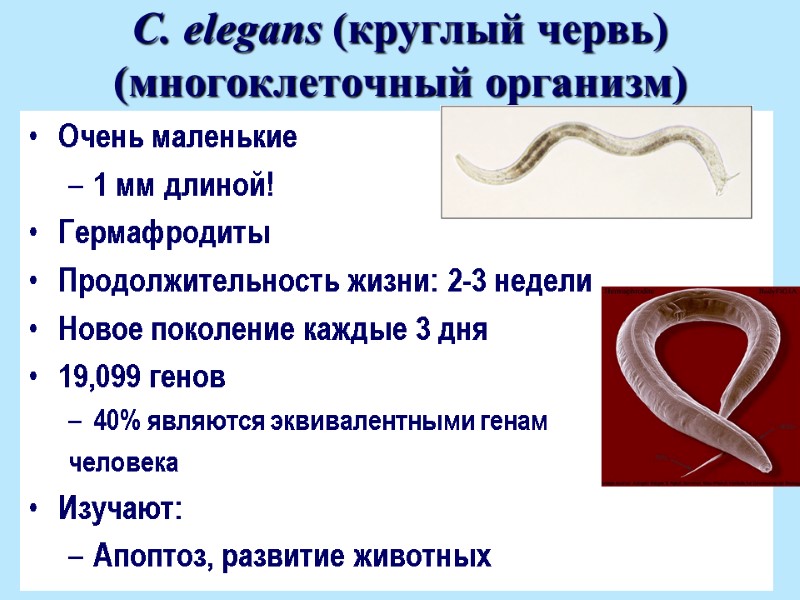 C. elegans (круглый червь)  (многоклеточный организм) Очень маленькие  1 мм длиной! Гермафродиты